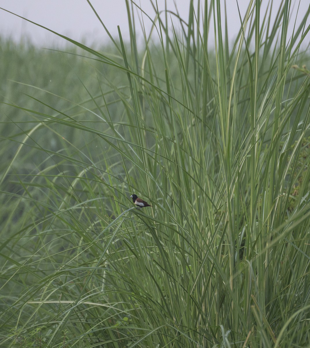 Tricolored Munia - ML363125721
