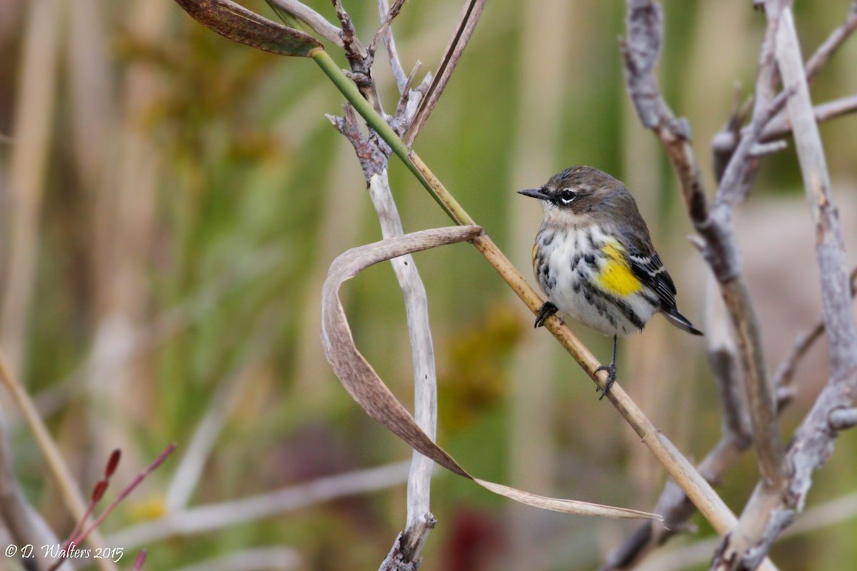 Yellow-rumped Warbler (Myrtle) - Davey Walters