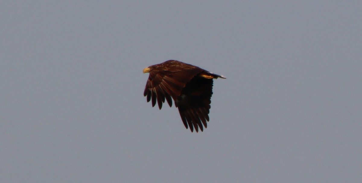 White-tailed Eagle - ML363126191