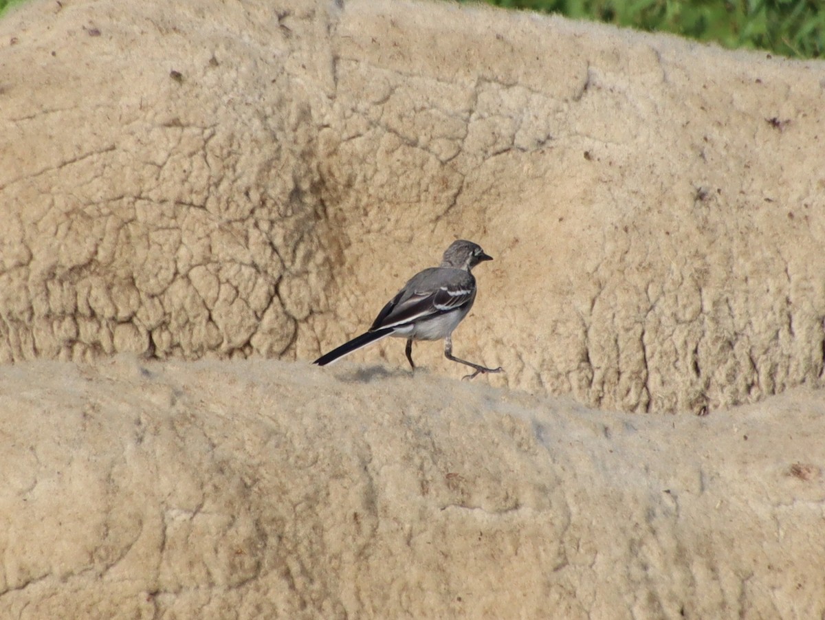 White Wagtail - ML363126471