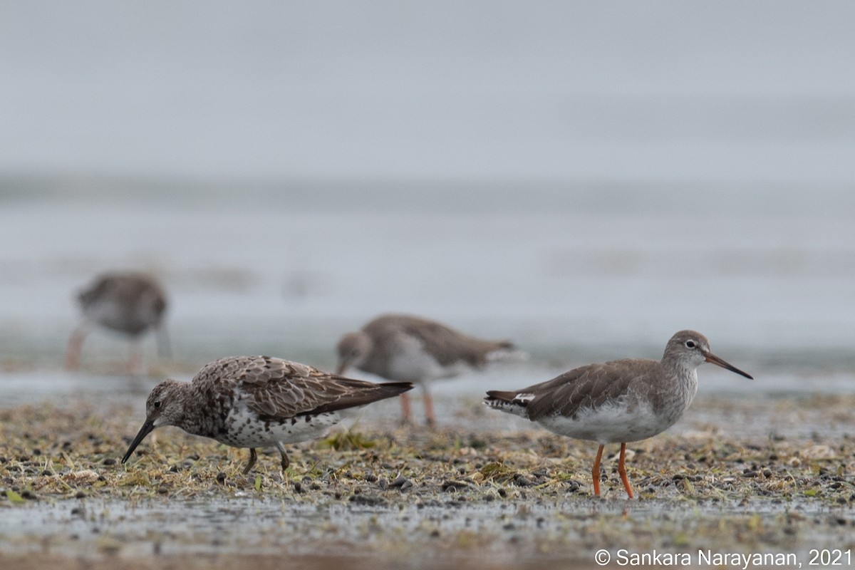 Great Knot - ML363127401