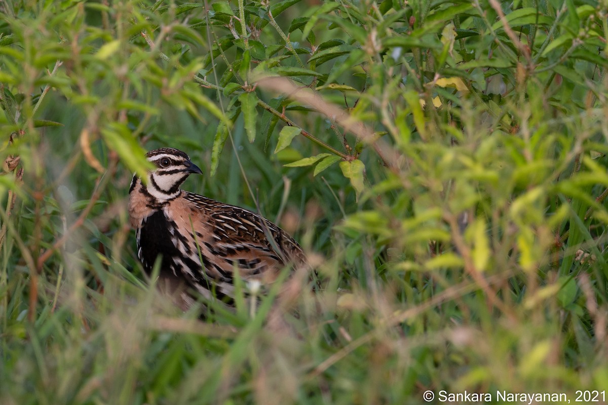 Rain Quail - ML363127701