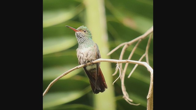 Kızıl Kuyruklu Kolibri - ML363128311