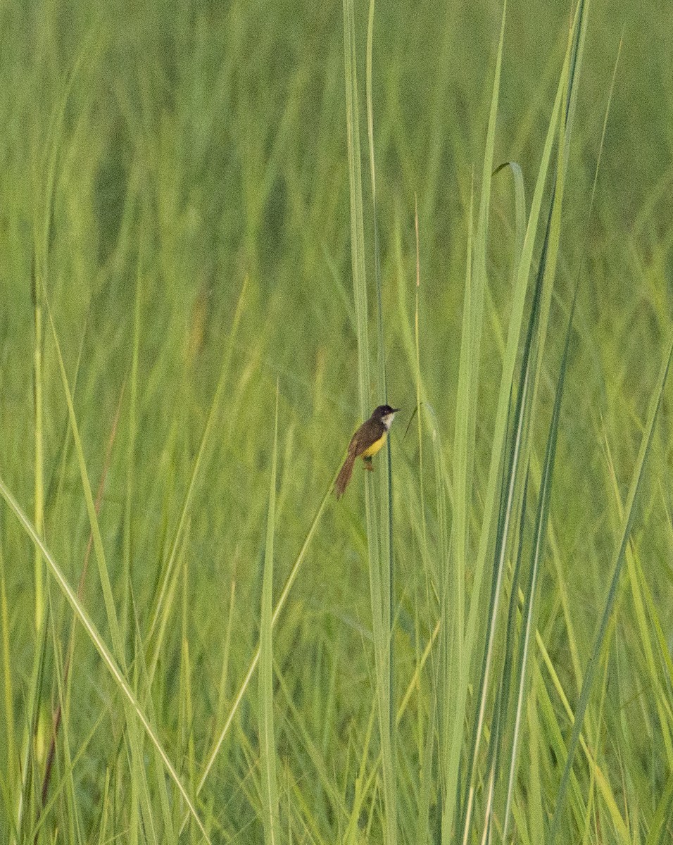 Ashy Prinia - ML363129171