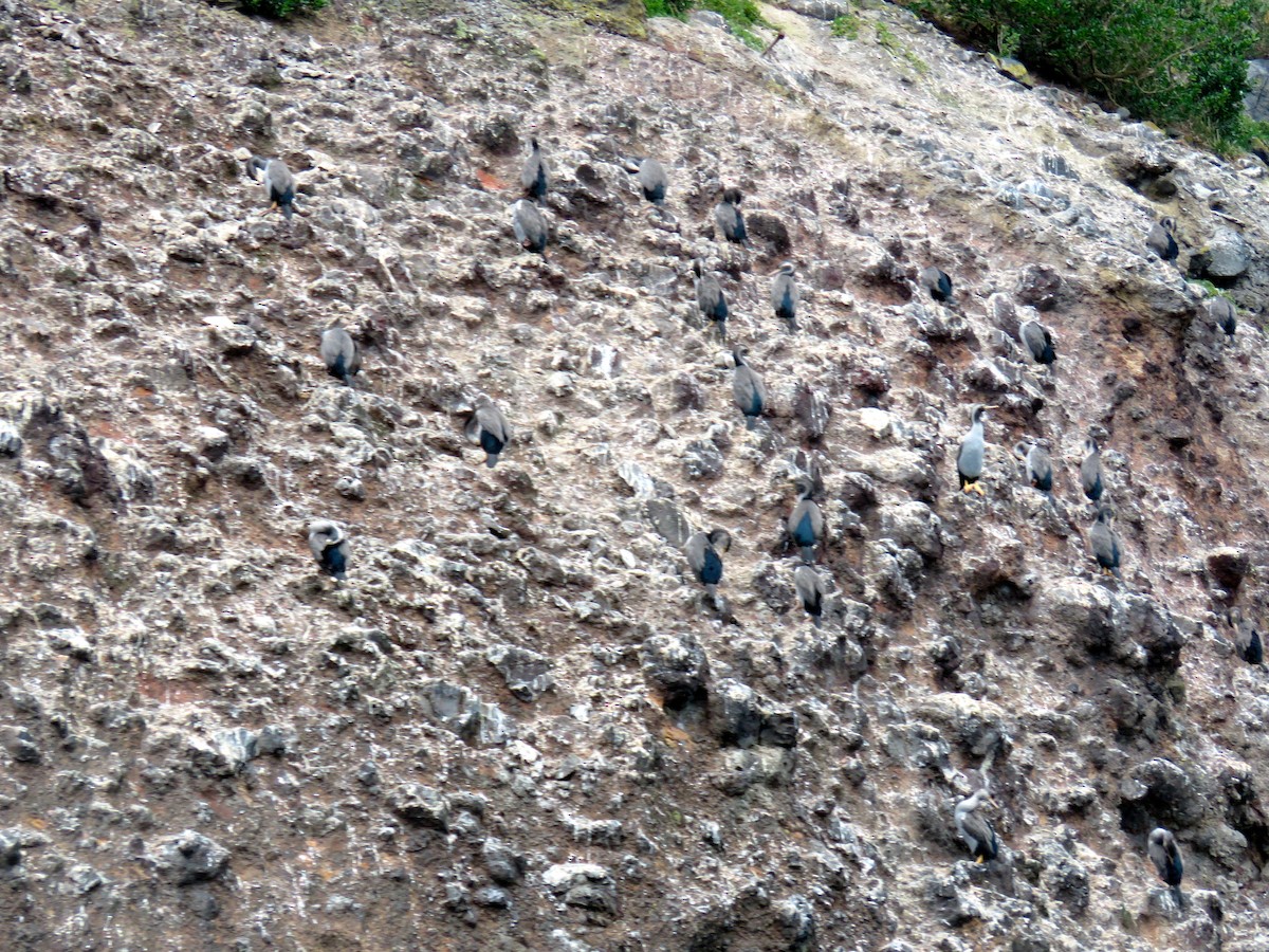 Spotted Shag - ML363129261