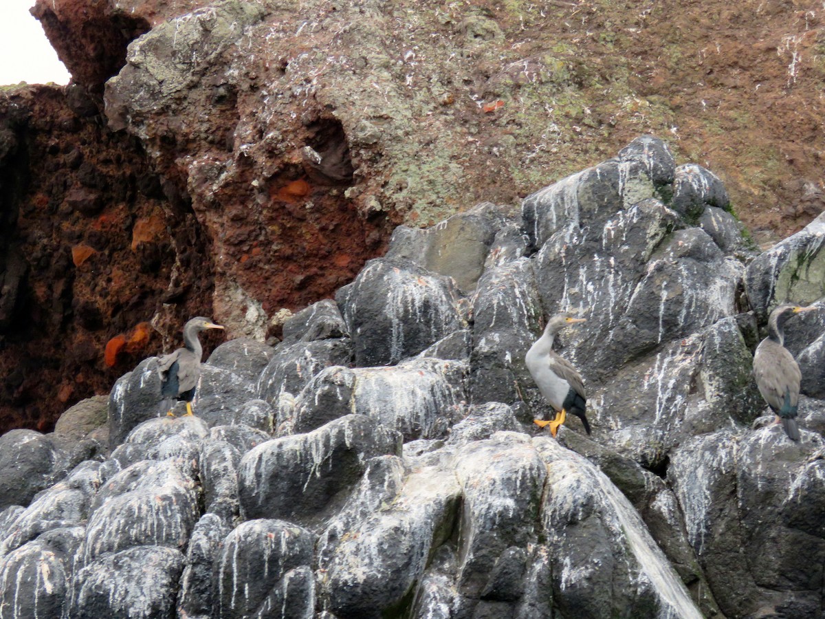 Spotted Shag - ML363129281