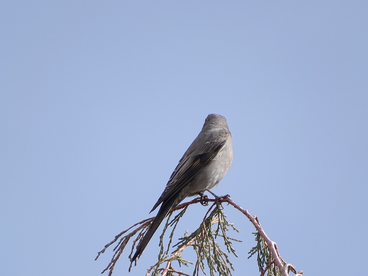 Townsend's Solitaire - ML363130561
