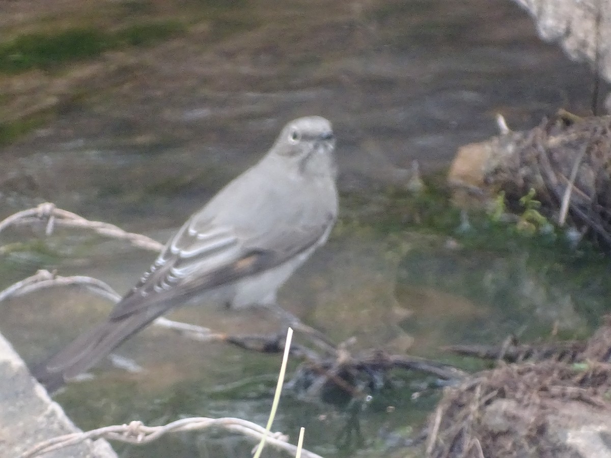 Townsend's Solitaire - Robert Solomon