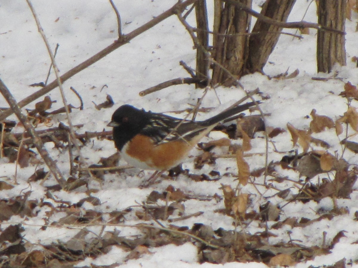 Spotted Towhee - ML363132731