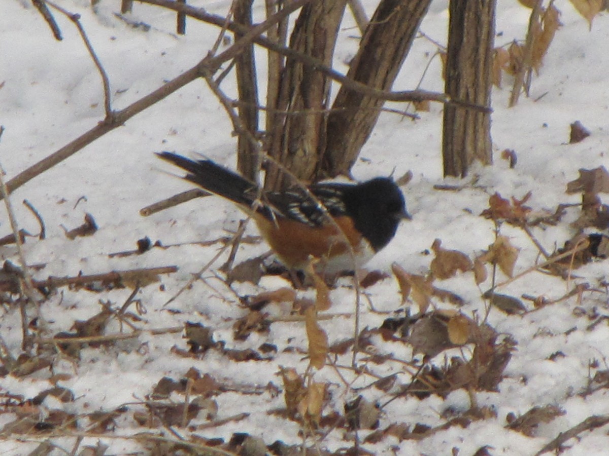 Spotted Towhee - ML363132751