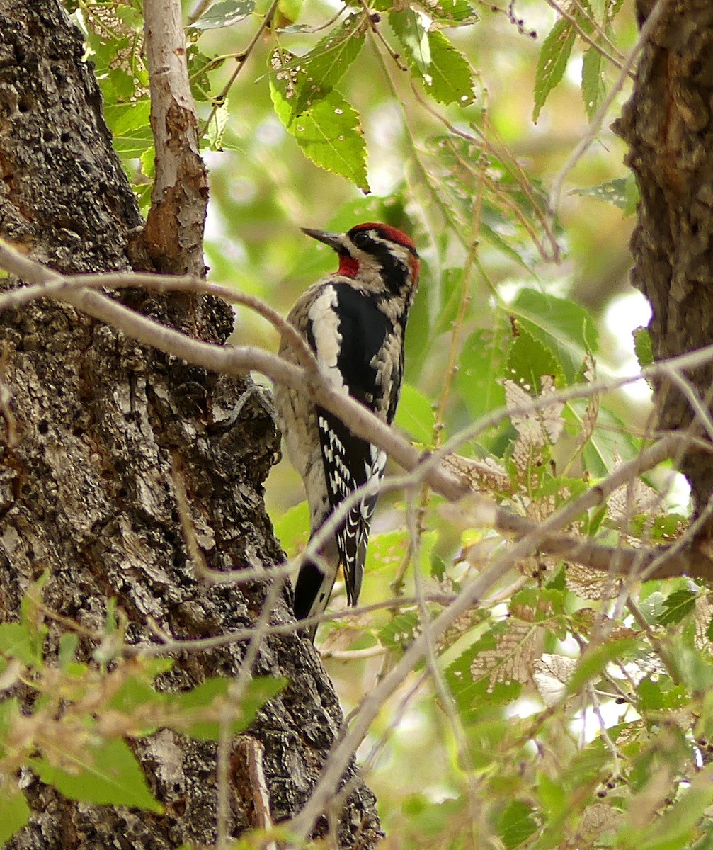 Red-naped Sapsucker - David Zittin