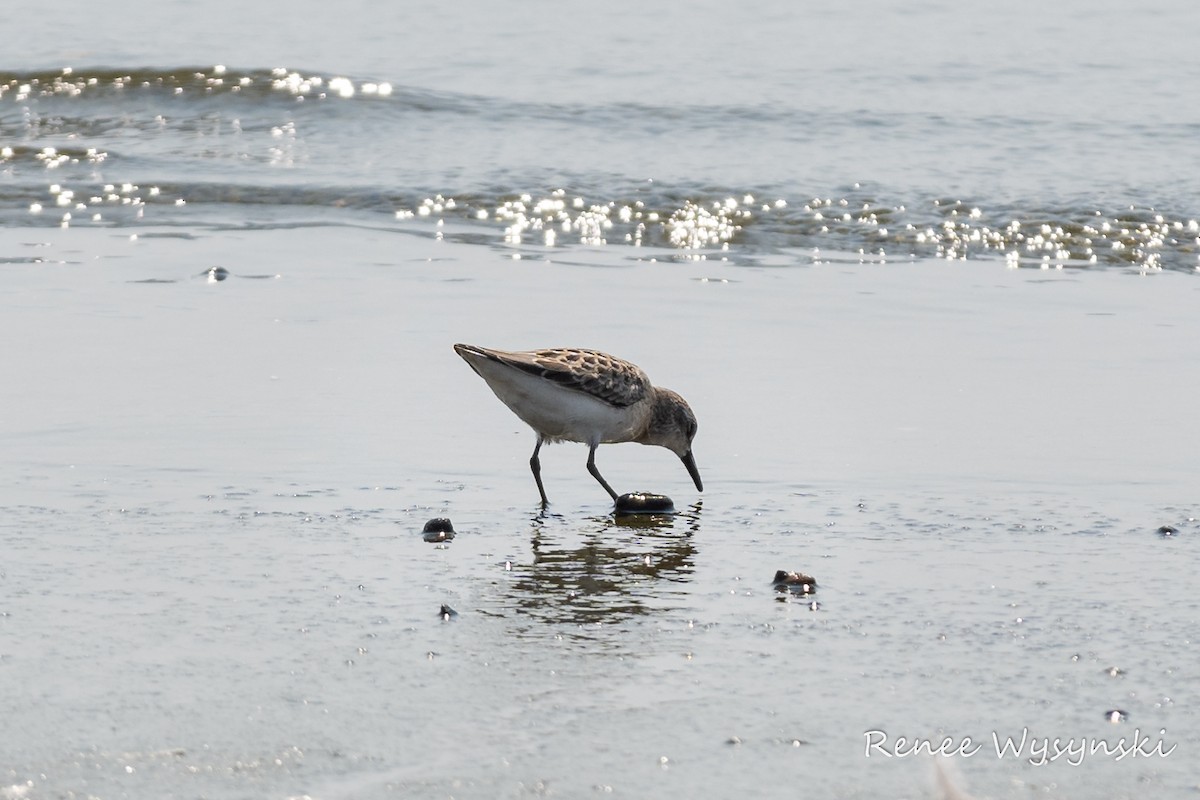 Sandstrandläufer - ML363135161