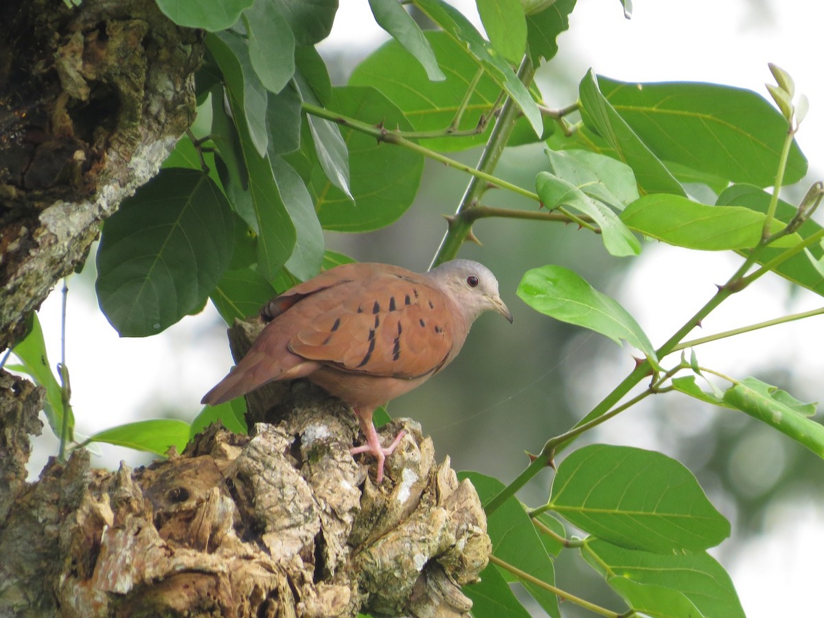 Ruddy Ground Dove - Róger Rodríguez Bravo