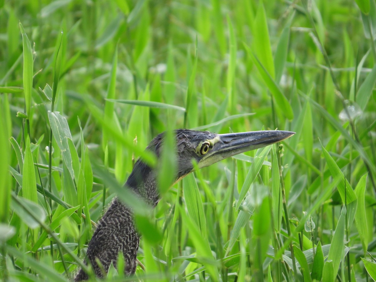 Bare-throated Tiger-Heron - Róger Rodríguez Bravo