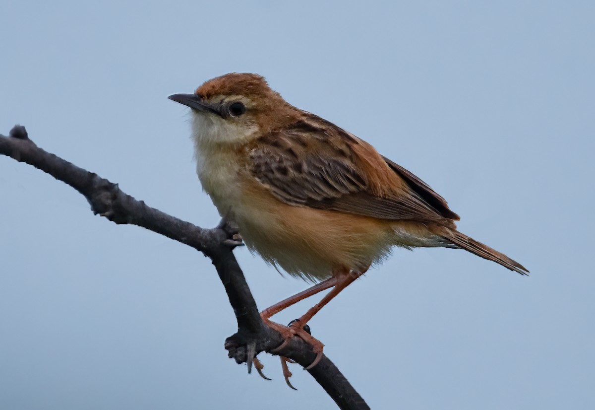 Zitting Cisticola - Tushar Bhagwat