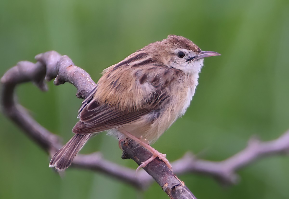 Zitting Cisticola - ML363138681