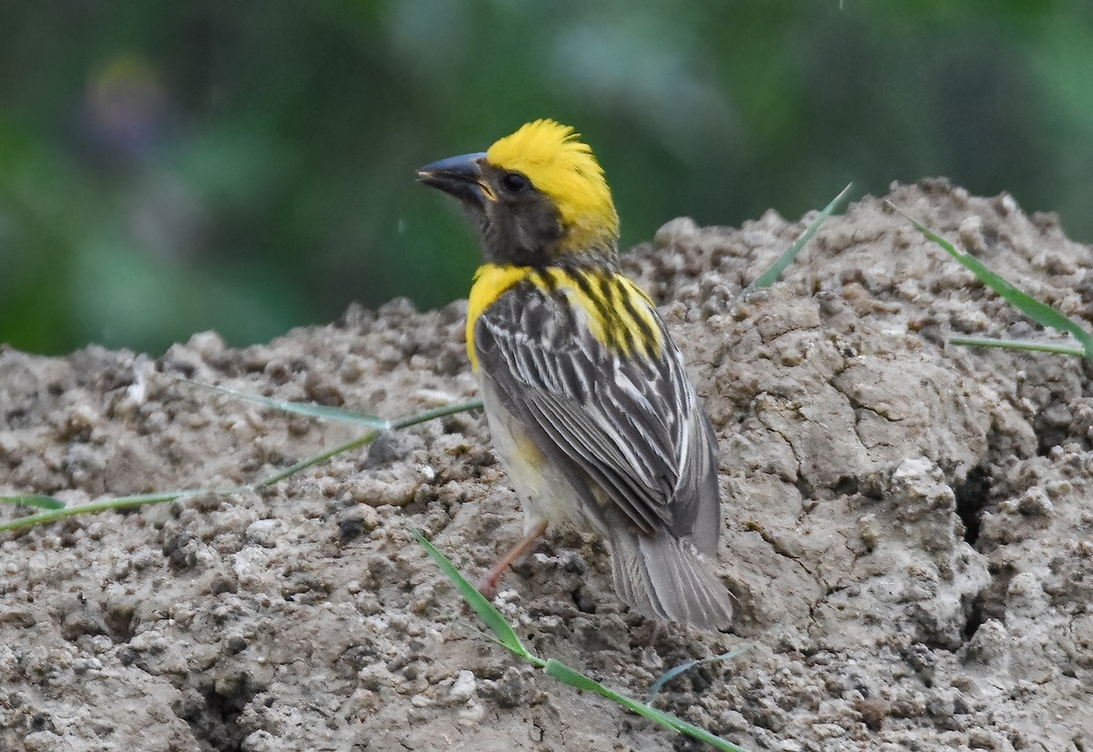 Baya Weaver - Tushar Bhagwat