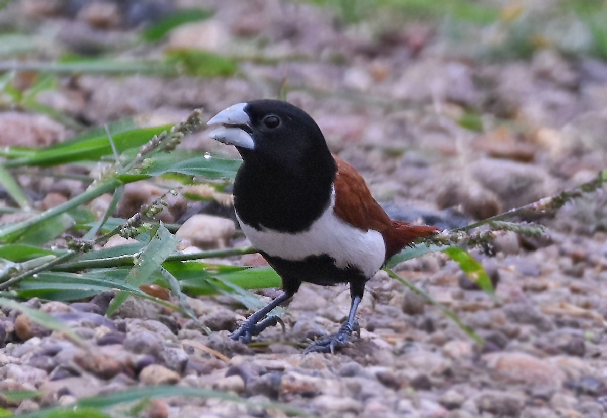 Tricolored Munia - Tushar Bhagwat