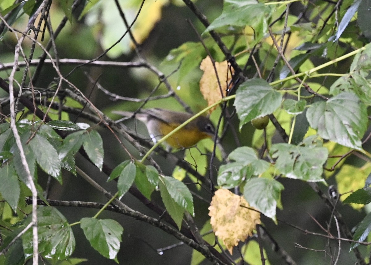 Yellow-breasted Chat - ML363140111
