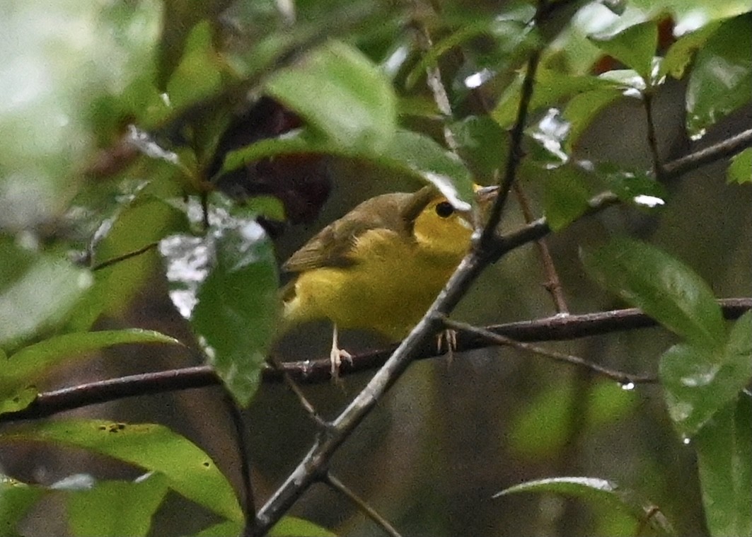 Hooded Warbler - ML363140471