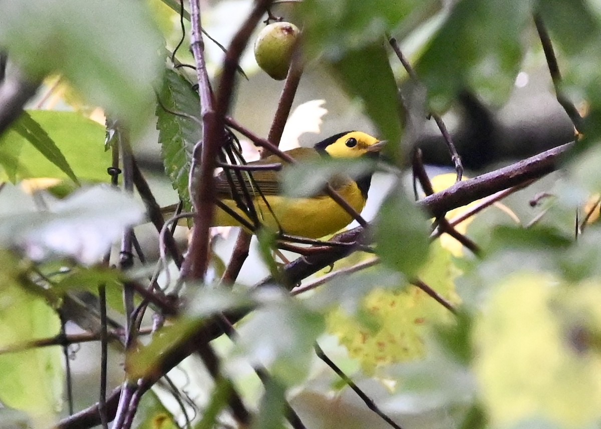 Hooded Warbler - ML363140481