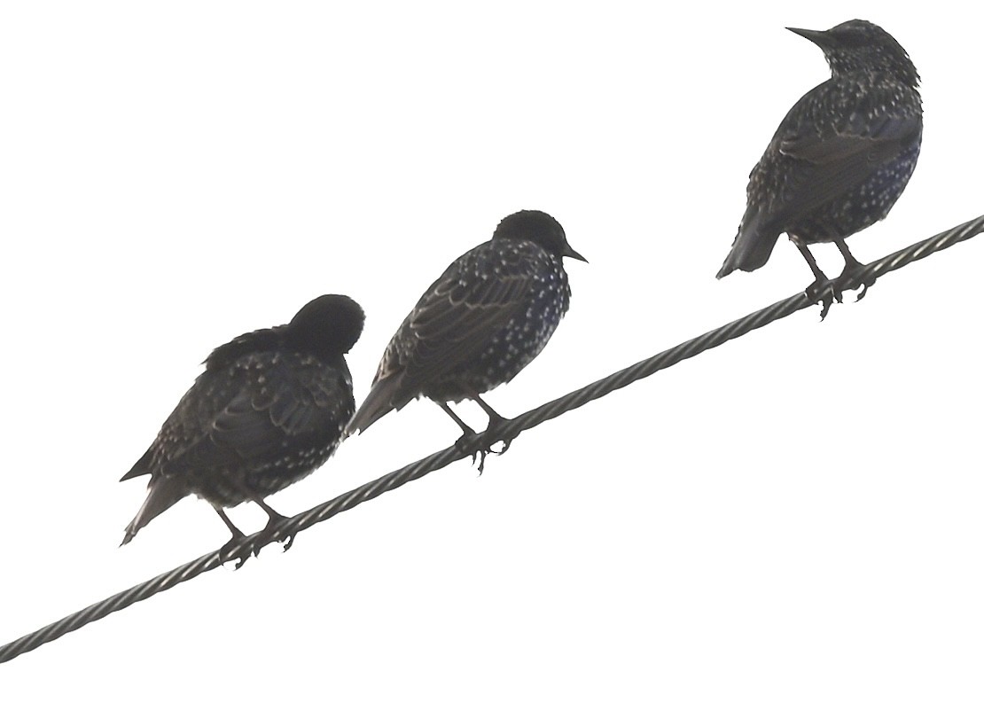 European Starling - ML363141421