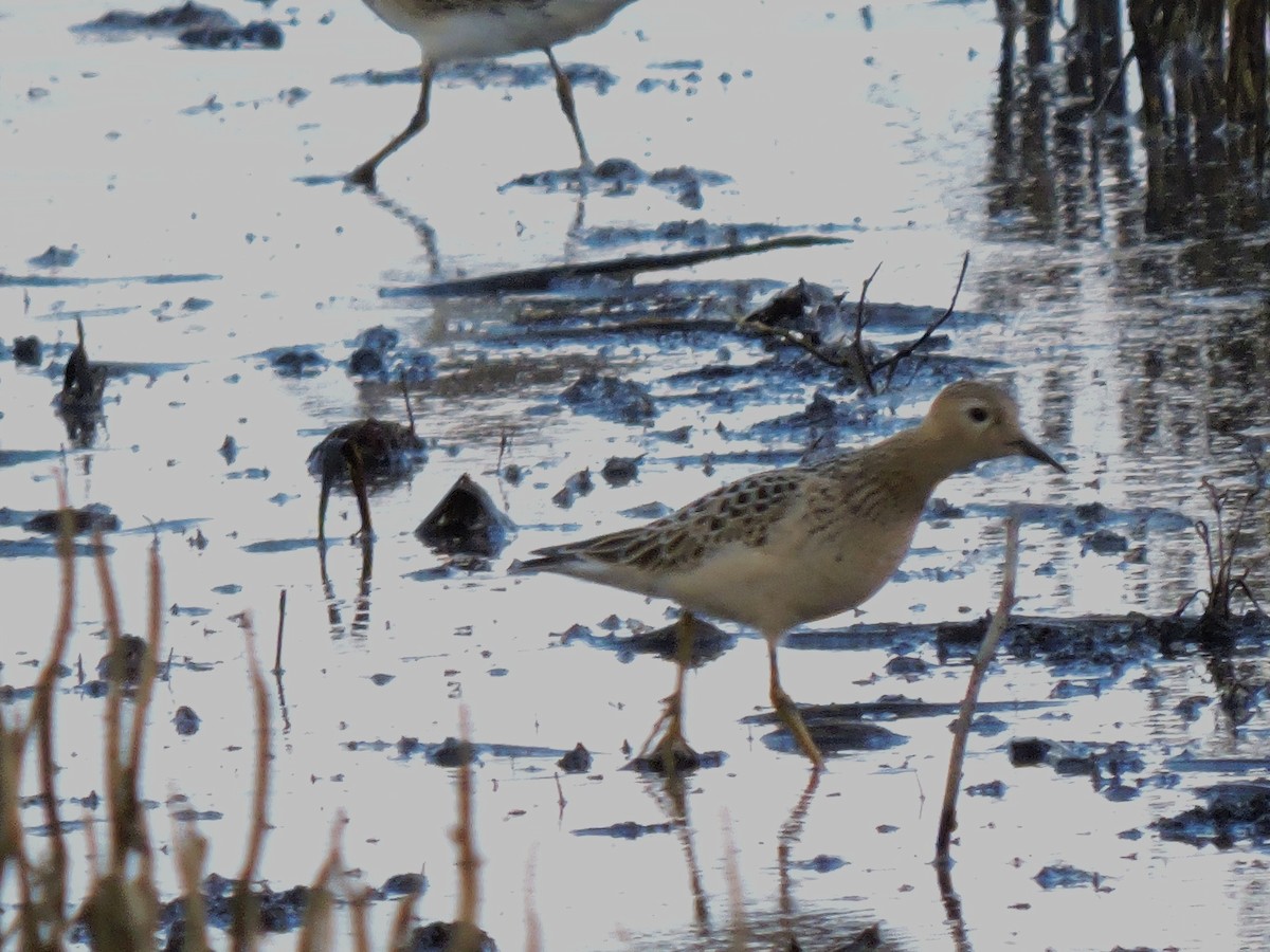 Buff-breasted Sandpiper - ML36314351