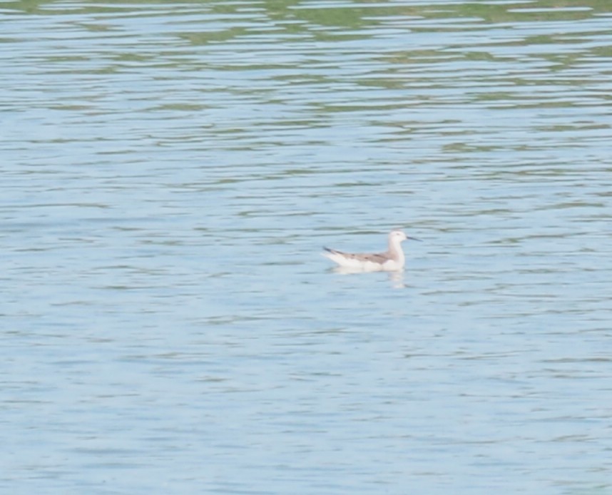 Falaropo Tricolor - ML363143981