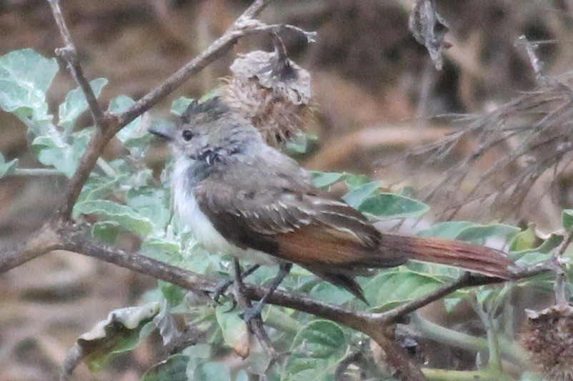 Ash-throated Flycatcher - ML363144941