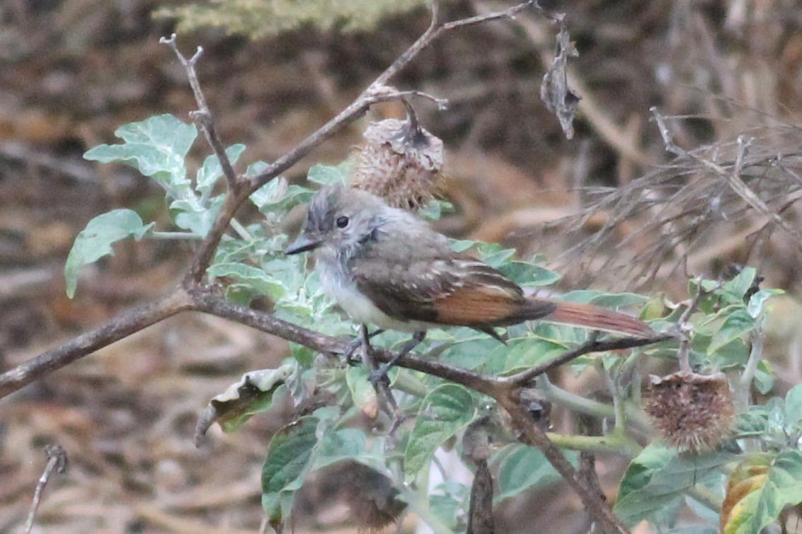 Ash-throated Flycatcher - ML363144951