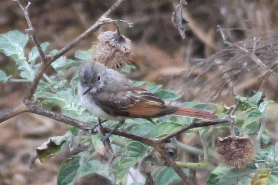 Ash-throated Flycatcher - Sarah Heinz