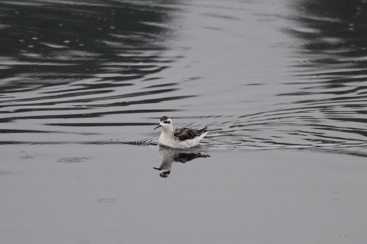 Red-necked Phalarope - ML363145151