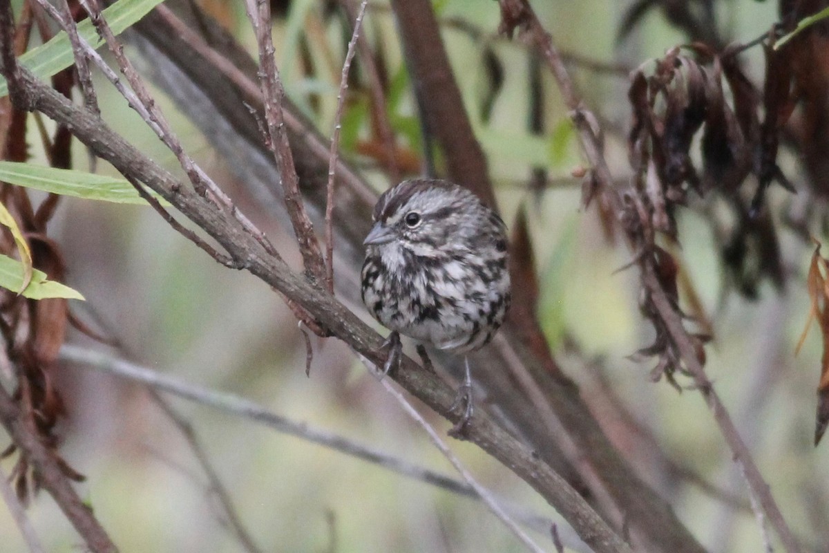 Song Sparrow - ML363145211