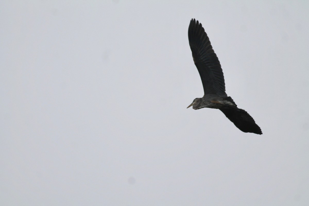 Great Blue Heron - ML363145361