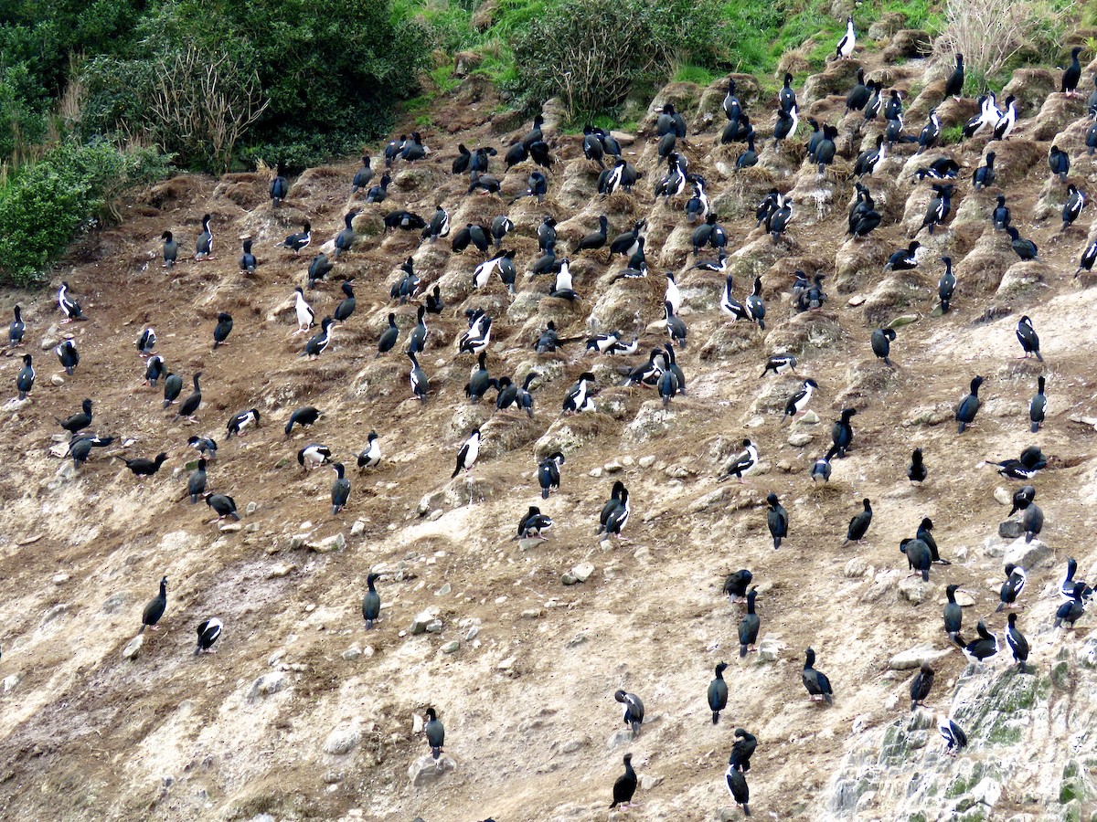 Stewart Island Shag - Lisa Owens