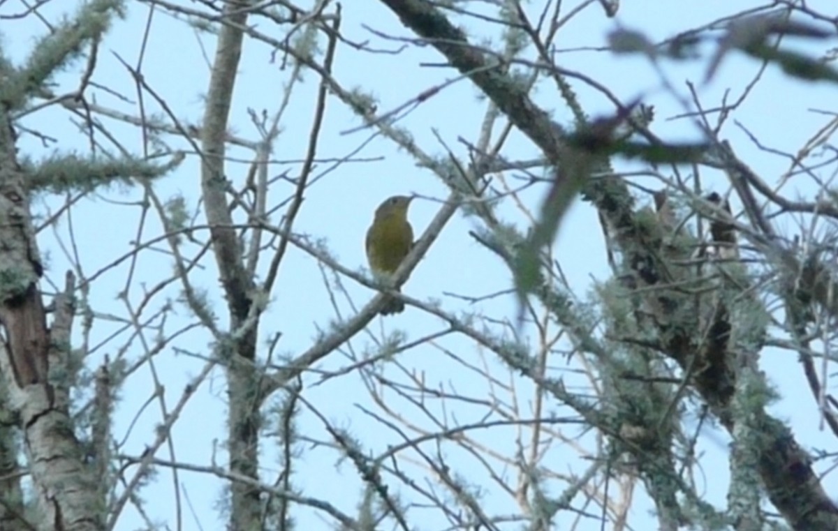 Nashville Warbler - Da Lo