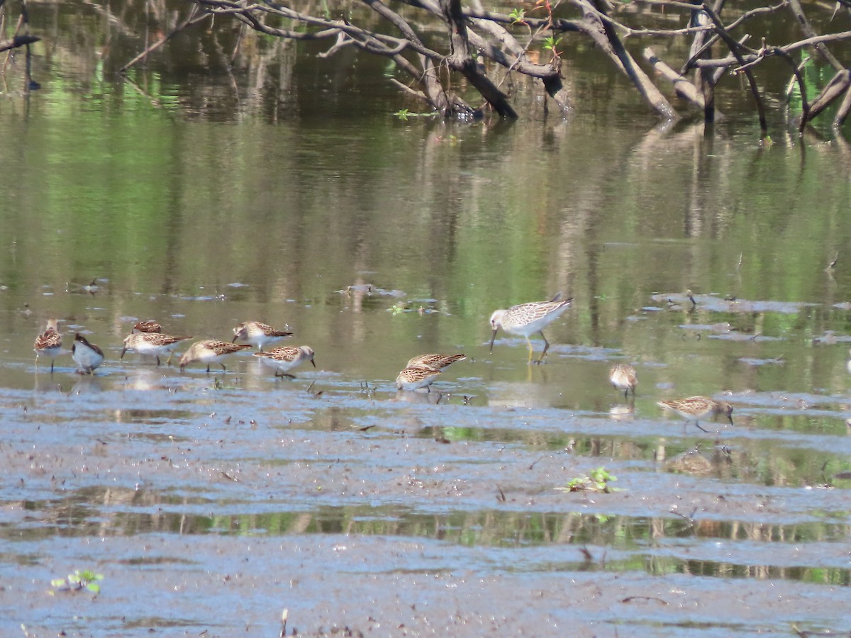 Stilt Sandpiper - Lisa Owens