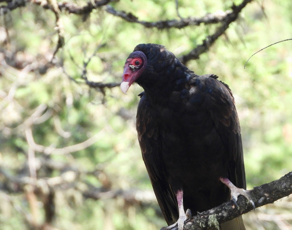 Urubu à tête rouge - ML363147301