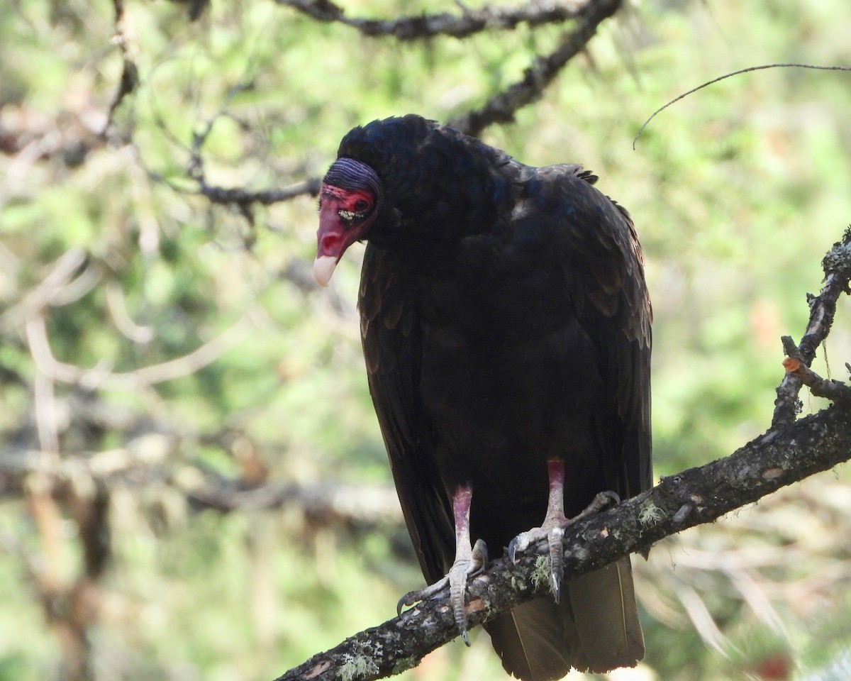 Urubu à tête rouge - ML363147771