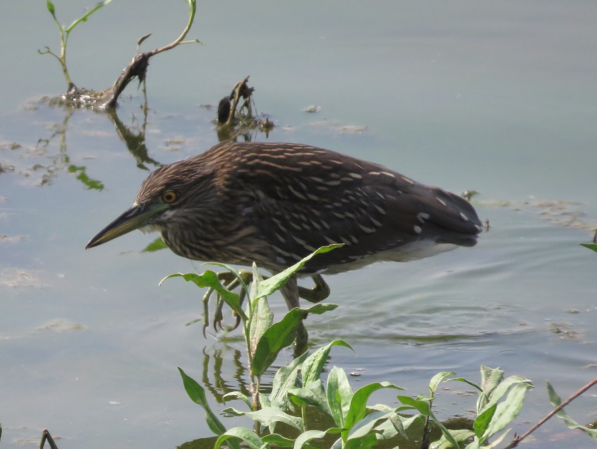 Black-crowned Night Heron - ML363148581