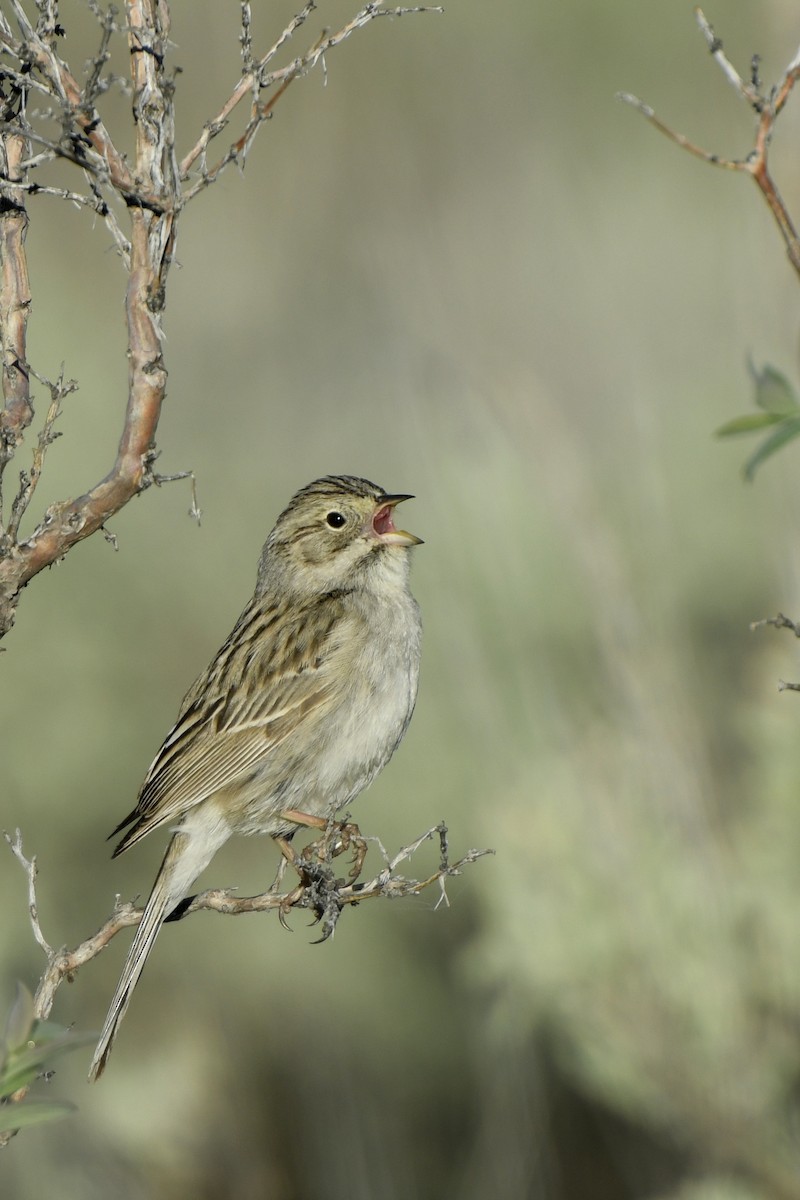 Brewer's Sparrow - ML363148801