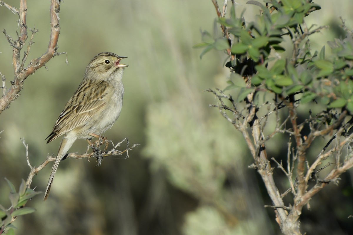 Brewer's Sparrow - ML363148831