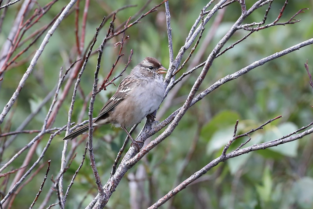 Bruant à couronne blanche - ML363151221