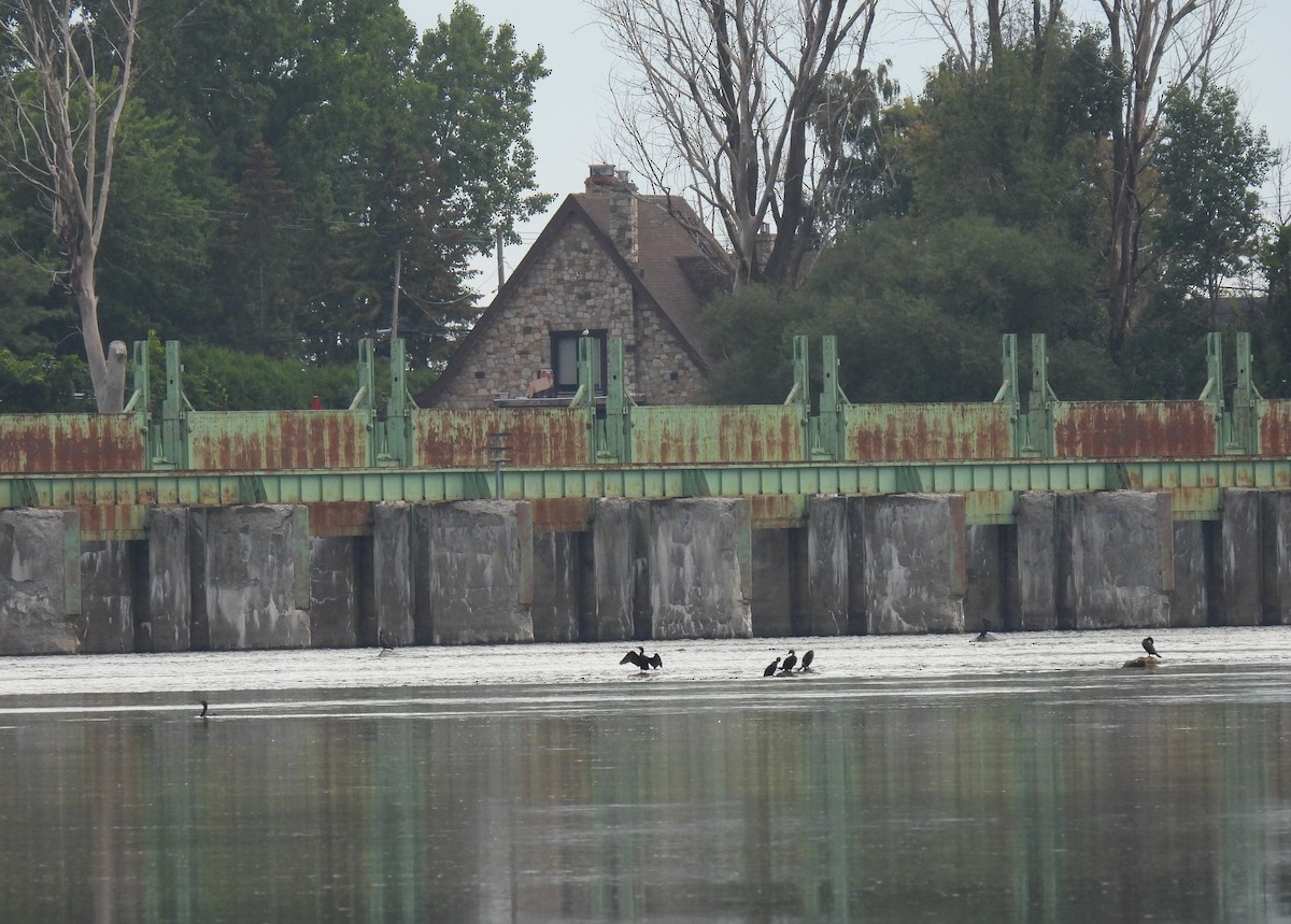 Double-crested Cormorant - ML363154141