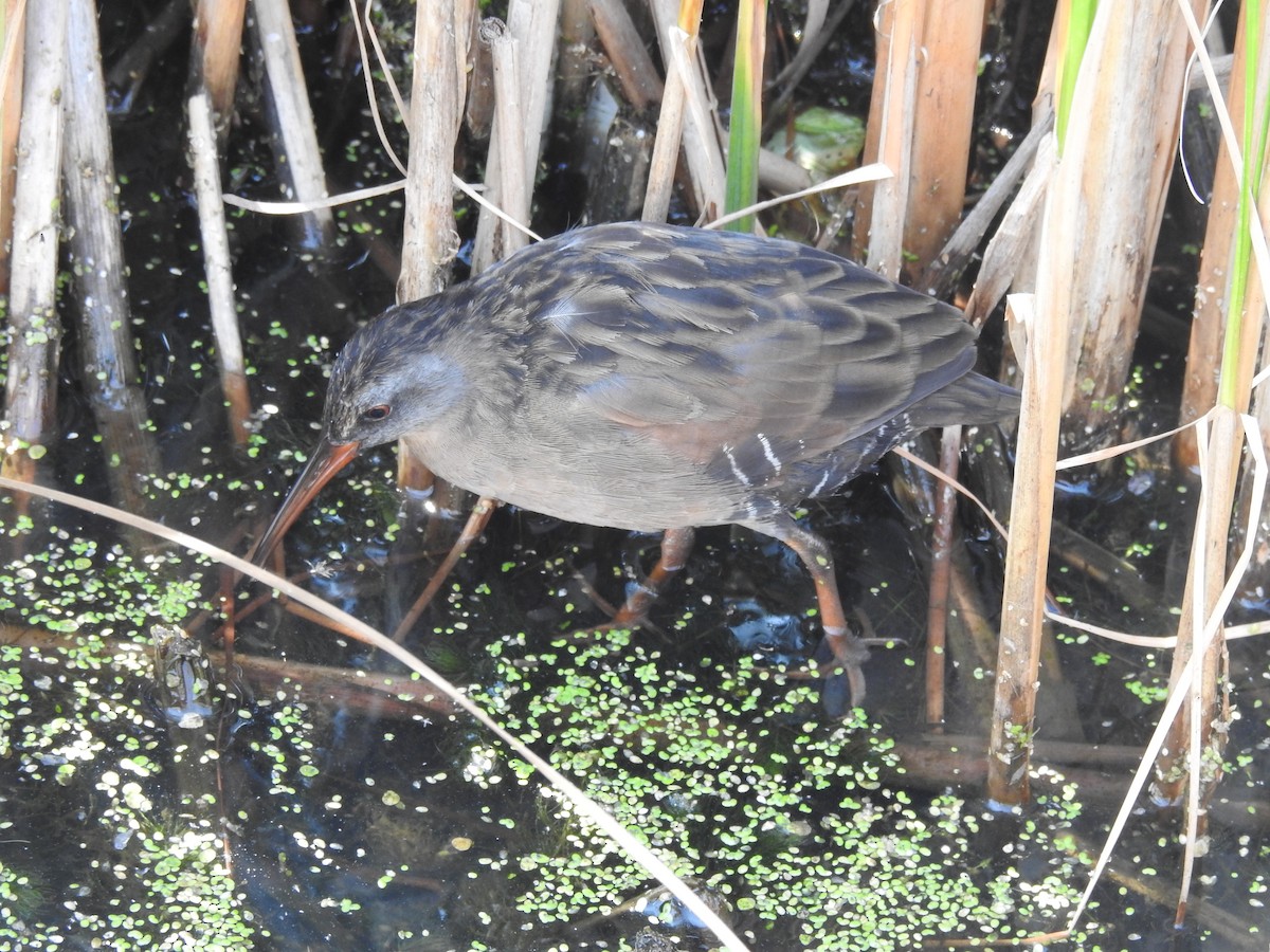 Virginia Rail - Darlene  Peterson