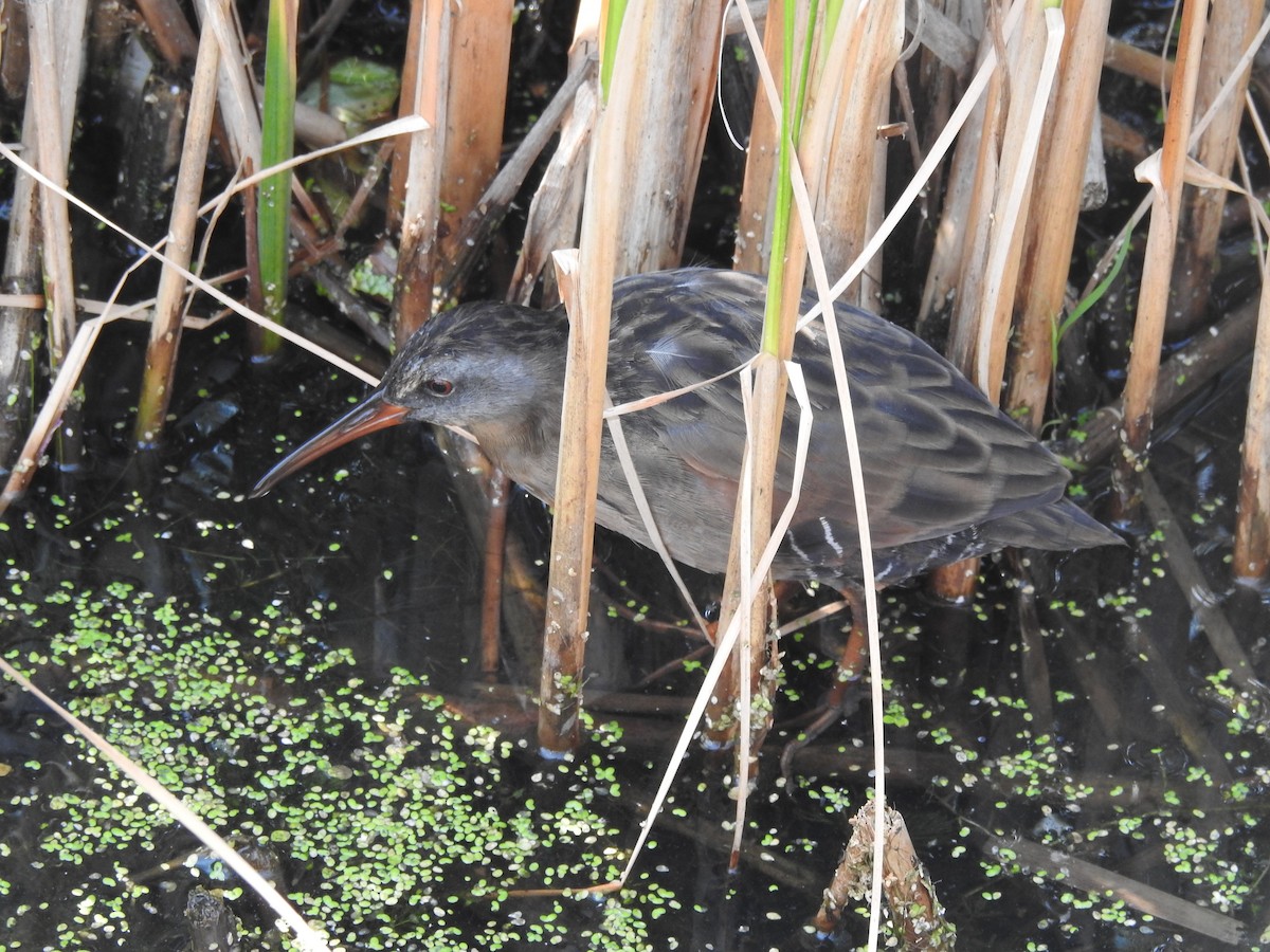 Virginia Rail - Darlene  Peterson