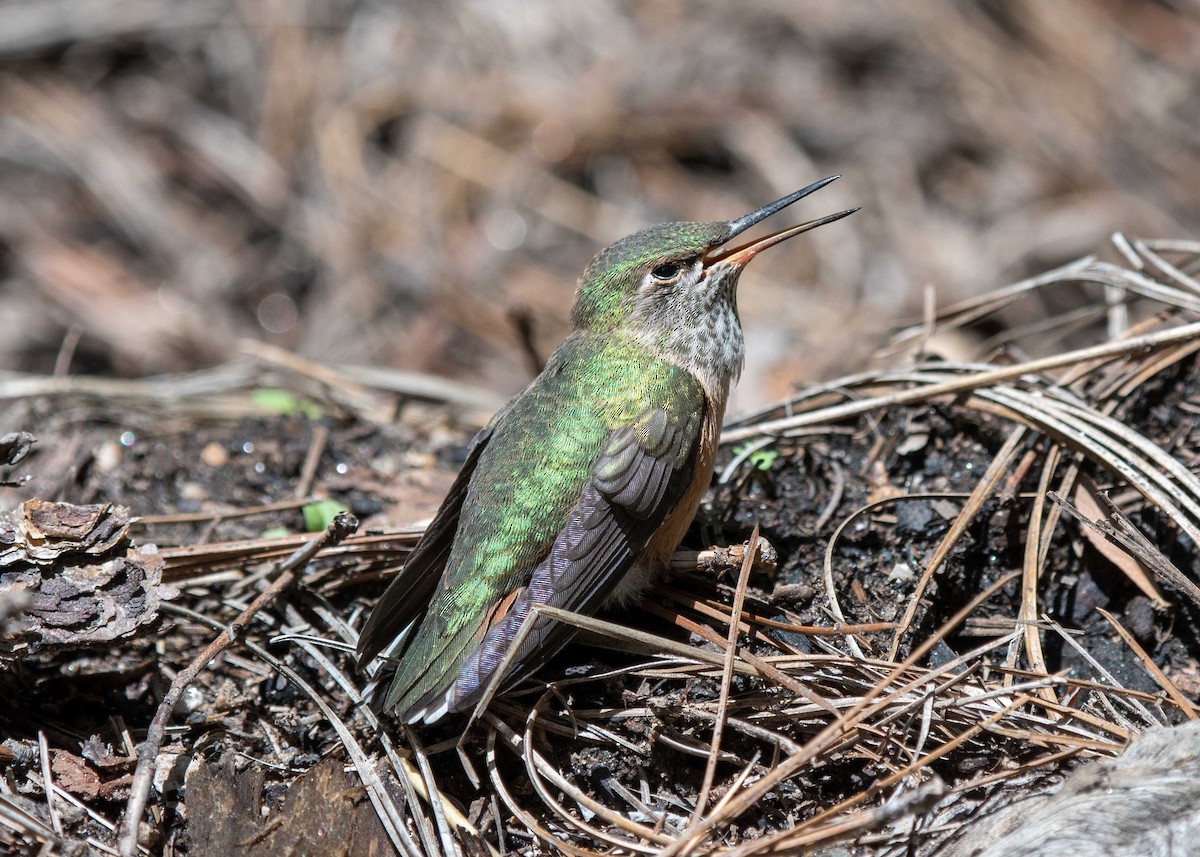 Broad-tailed Hummingbird - Jonathan Yoerger