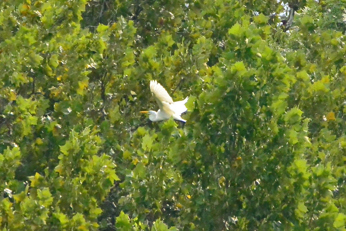 Great Egret - ML363156621