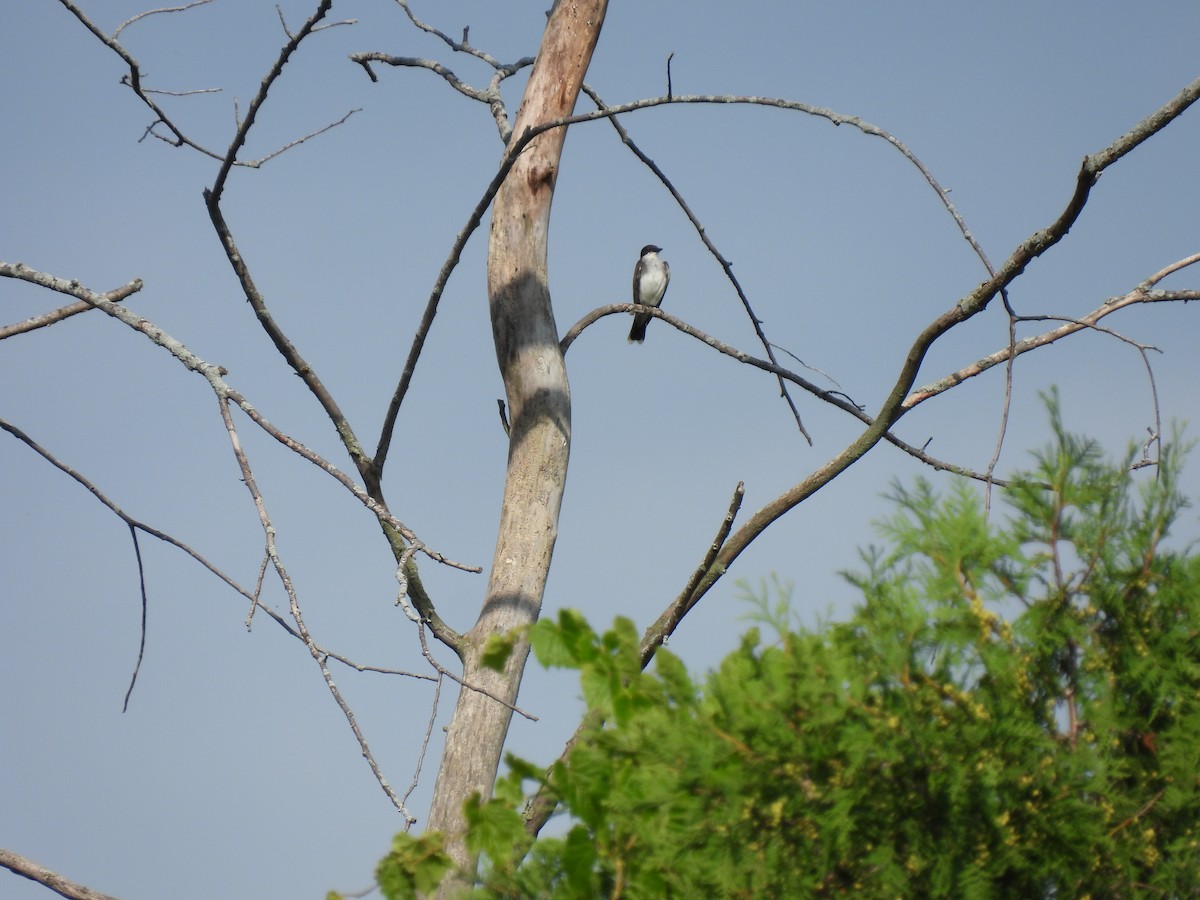 Eastern Kingbird - ML363157281