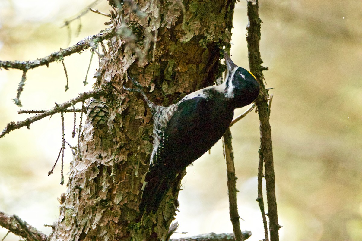 Black-backed Woodpecker - ML363158081